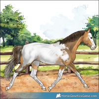 Horse Color:Buckskin Splash Snowcap Rabicano 
