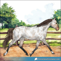 Horse Color:Bay Roan Dun Appaloosa Rabicano