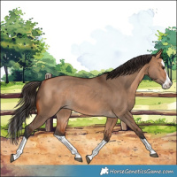 Horse Color:Bay Dun Splash Rabicano