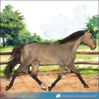Horse Color:Buckskin Dun 