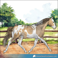 Horse Color:Buckskin Splash Tobiano Appaloosa 
