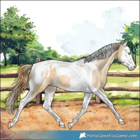 Horse Color:Amber Cream Champagne Dun Splash Tobiano Appaloosa Rabicano 