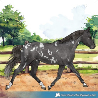 Horse Color:White Spotted Smoky Black Varnish 