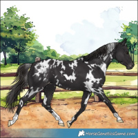 Horse Color:White Spotted Smoky Black Blanket 