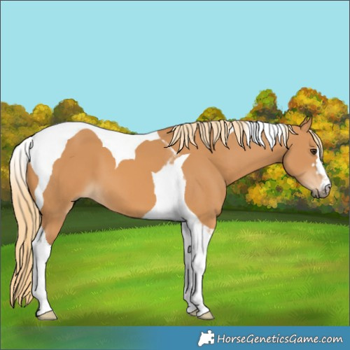 Horse Color:Chestnut Tobiano 