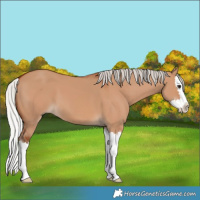 Horse Color:Silver Bay Dun Splash 