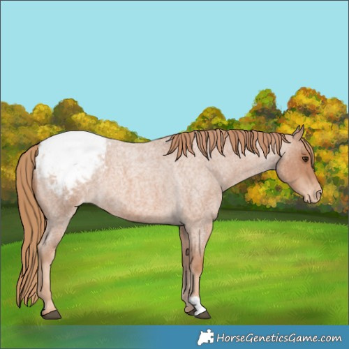 Horse Color:Red Roan Appaloosa 