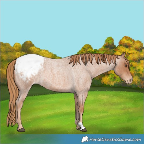 Horse Color:Red Roan Appaloosa 