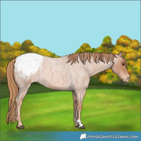 Horse Color:Red Roan Snowcap 