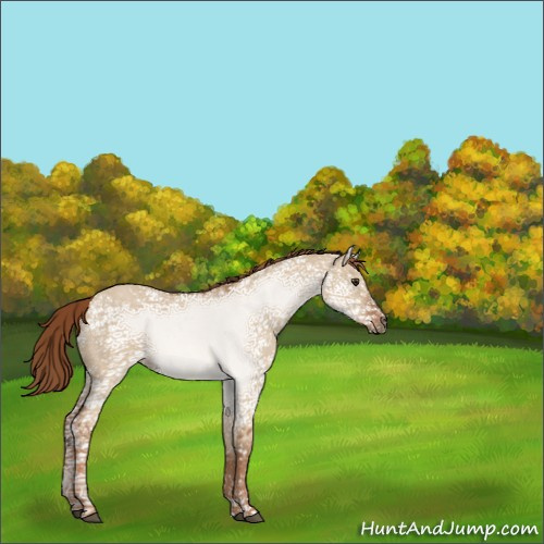Horse Color:Red Dun Ice Sabino 