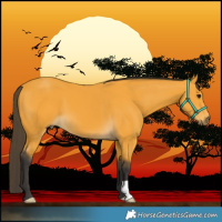 Horse Color:Buckskin 