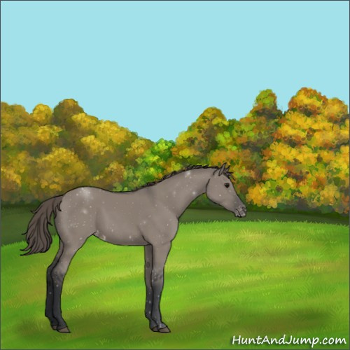 Horse Color:Grullo Appaloosa 