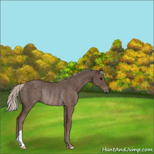 Horse Color:Silver Black Rabicano 