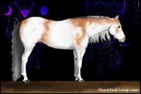 Horse Color:White Spotted Bay 
