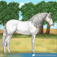 Horse Color:White Spotted Cremello Onyx Sabino Appaloosa