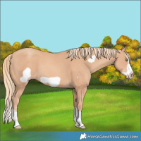 Horse Color:Gold Champagne Splash Frame 