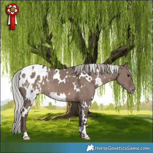 Horse Color:White Spotted Silver Grullo Mushroom Appaloosa 