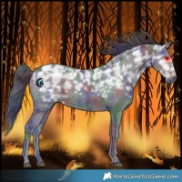 Horse Color:Nacre Black Ice Rabicano 