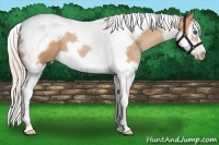 Horse Color:Silver Bay Pearl Splash Tobiano Frame 