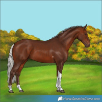 Horse Color:Silver Bay Tobiano 
