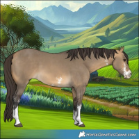 Horse Color:Buckskin Dun Sabino Tobiano 