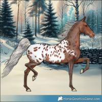 Horse Color:Silver Brown Appaloosa 