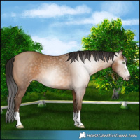 Horse Color:Gray Amber Champagne Rabicano