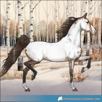 Horse Color:Bay Dun Appaloosa Rabicano 