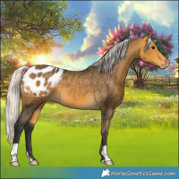 Horse Color:Silver Buckskin Appaloosa 