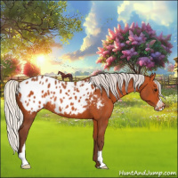 Horse Color:Silver Bay Sabino Blanket Rabicano
