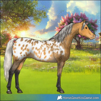 Horse Color:Silver Buckskin Appaloosa 