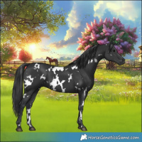Horse Color:White Spotted Black