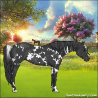 Horse Color:White Spotted Black Rabicano 