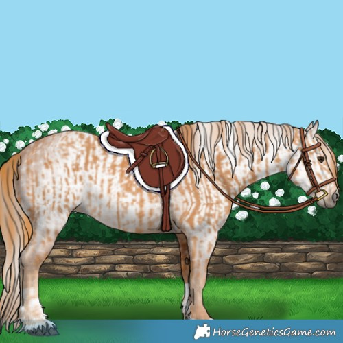 Horse Color:Chestnut  and Gray Chestnut 