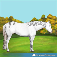 Horse Color:Grullo Appaloosa Rabicano