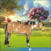 Horse Color:White Spotted Buckskin 