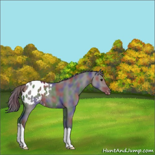 Horse Color:Nacre Grullo Blanket 