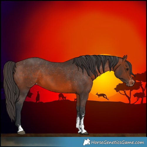 Horse Color:Brown Sabino Appaloosa 