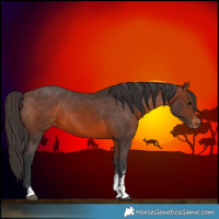 Horse Color:Brown Sabino Appaloosa 