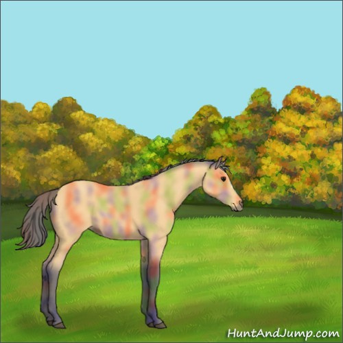 Horse Color:Nacre Buckskin 