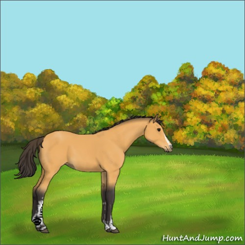 Horse Color:White Spotted Buckskin 