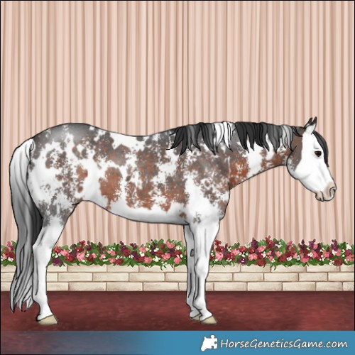Horse Color:White Spotted Brown Sabino Splash