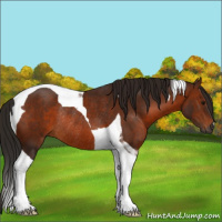 Horse Color:Gray Bay Tobiano Rabicano 