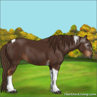Horse Color:Gray Chestnut Tobiano Rabicano 