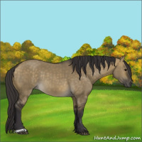 Horse Color:Buckskin Dun Rabicano 