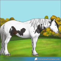 Horse Color:Liver Chestnut Sabino Splash Tobiano 