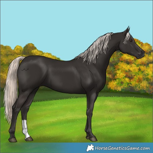 Horse Color:Liver Chestnut Mushroom Sabino 