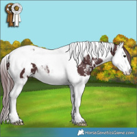 Horse Color:White Spotted Chocolate Black Splash Tobiano Appaloosa