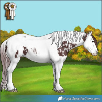 Horse Color:White Spotted Chocolate Black Splash Tobiano Snowflake Varnish 