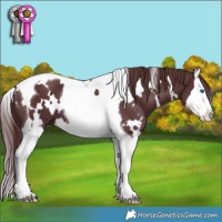 Horse Color:White Spotted Chocolate Black Splash Tobiano 